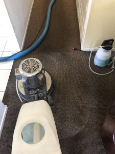 Carpet cleaner 